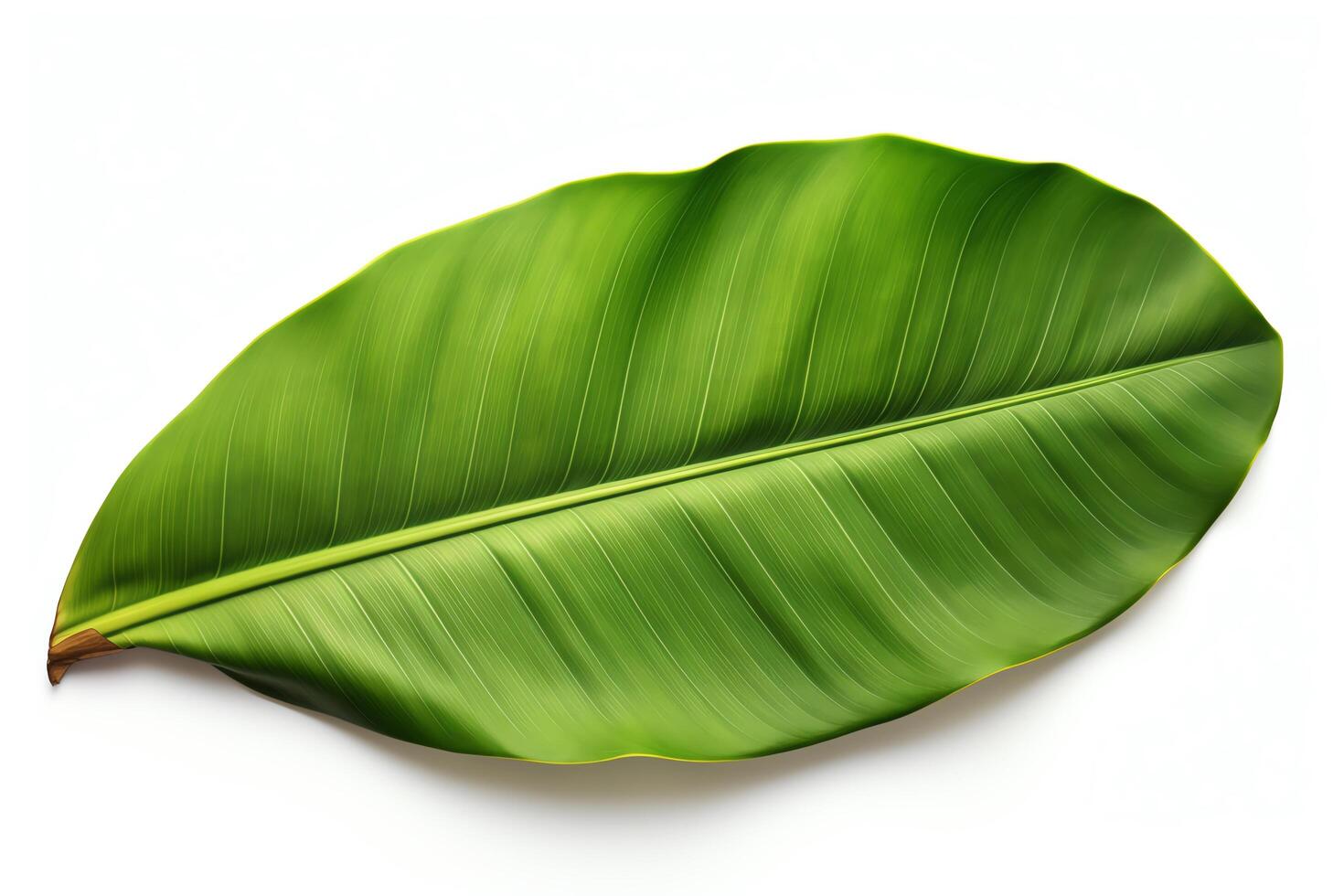 Banana leaf captured as a single object in DiCut style, showcased against a white background, with all watermarks, logos, letters, and shadows removed for clarity photo