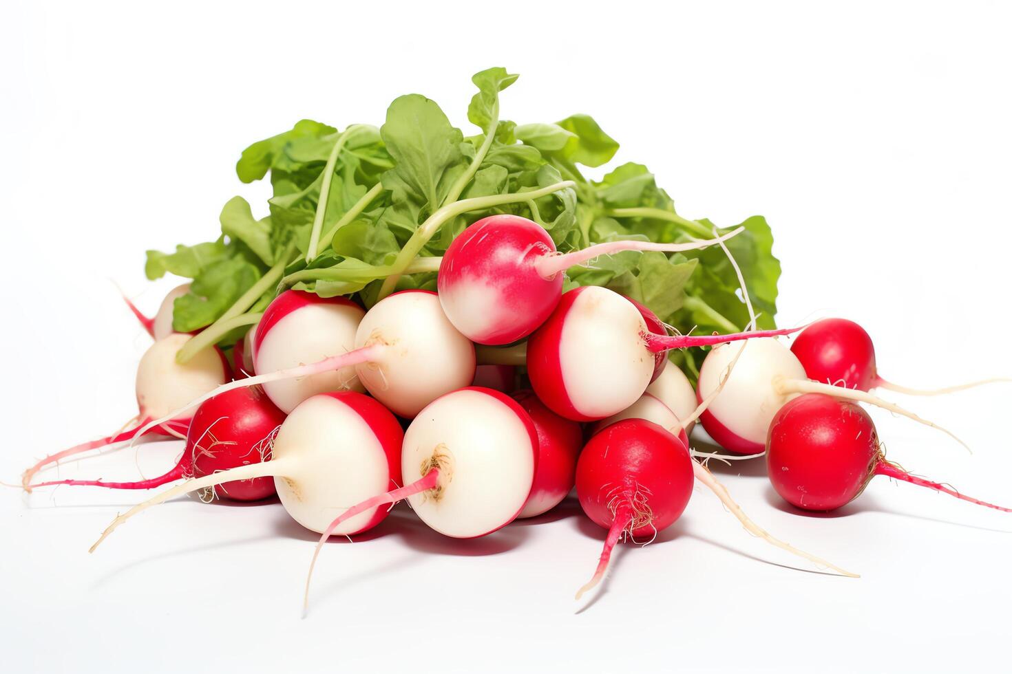 A pile of fresh radishes on a white background. The radishes are red and white, and have green leaves. photo