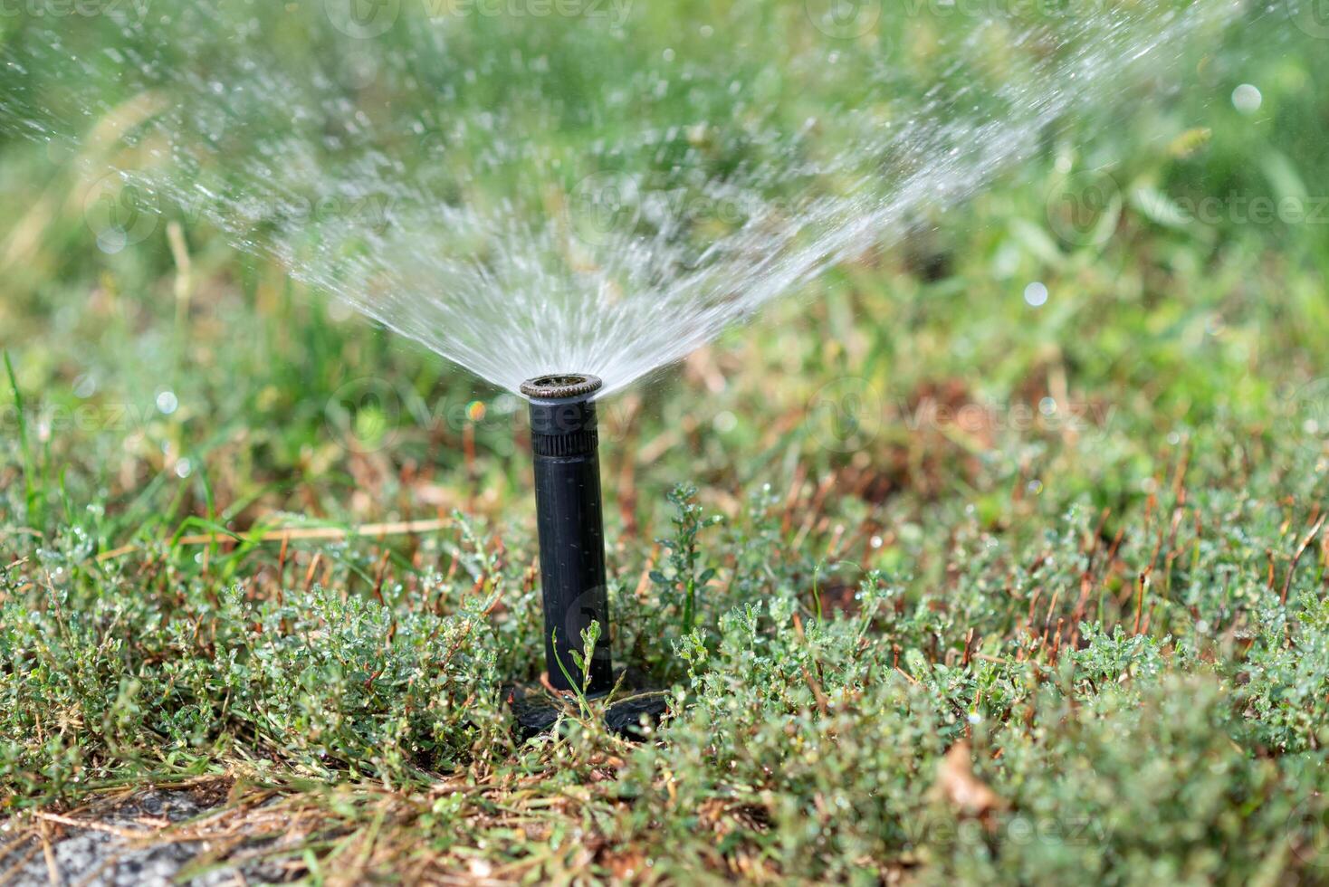 Turbo-driven pop-up sprinkler watering the fresh green lawn grass in the summer garden photo