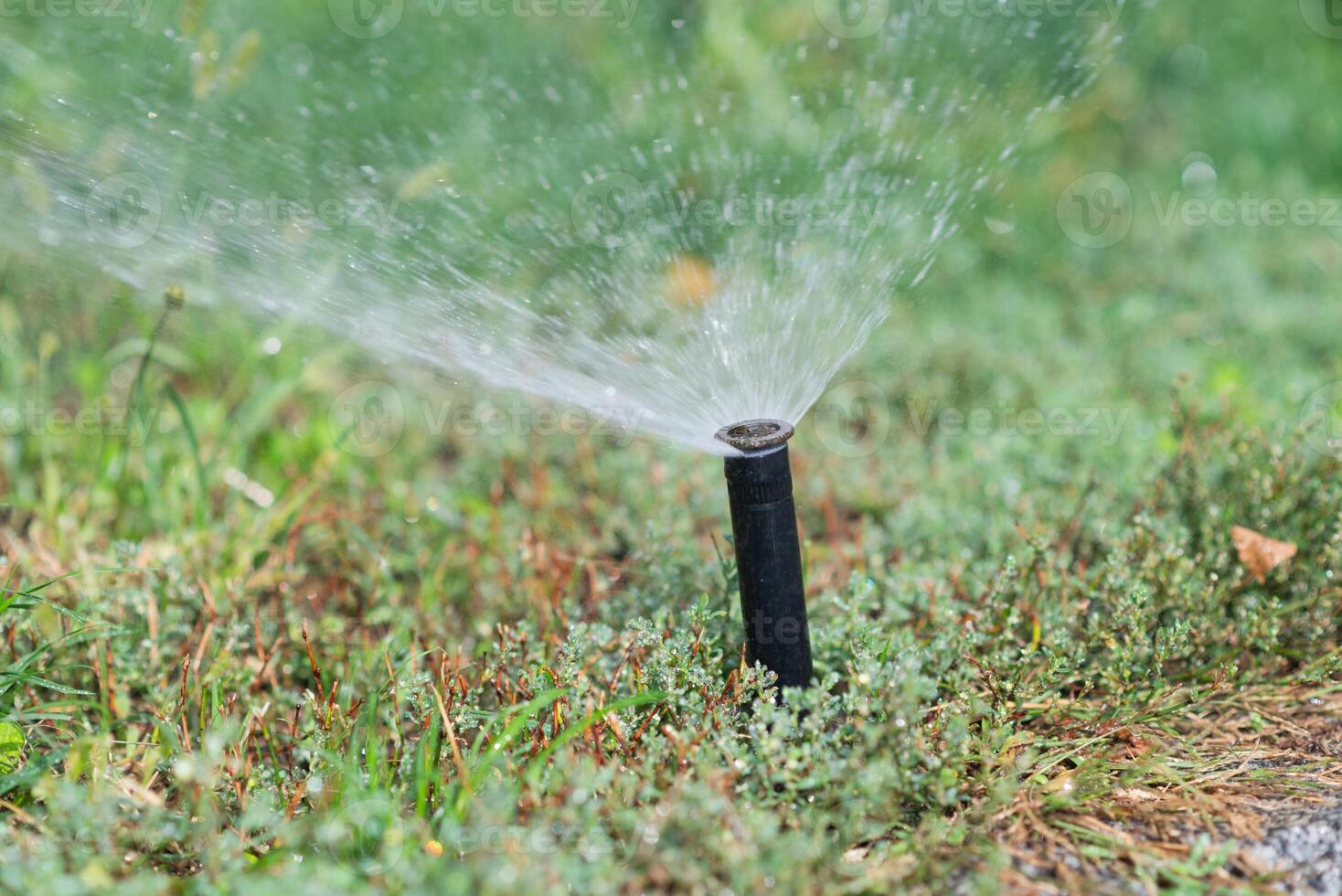 Turbo-driven pop-up sprinkler watering the fresh green lawn grass in the summer garden photo