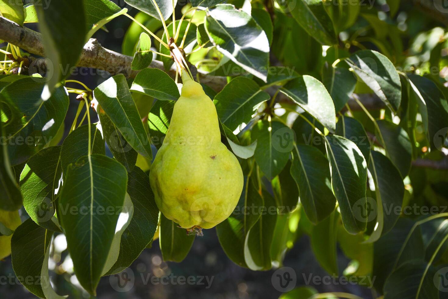 Beautiful natural pear on a branch, twigs and leaves. Healthy Organic Pears. Pear on a tree. Ripen Pear on the Tree photo