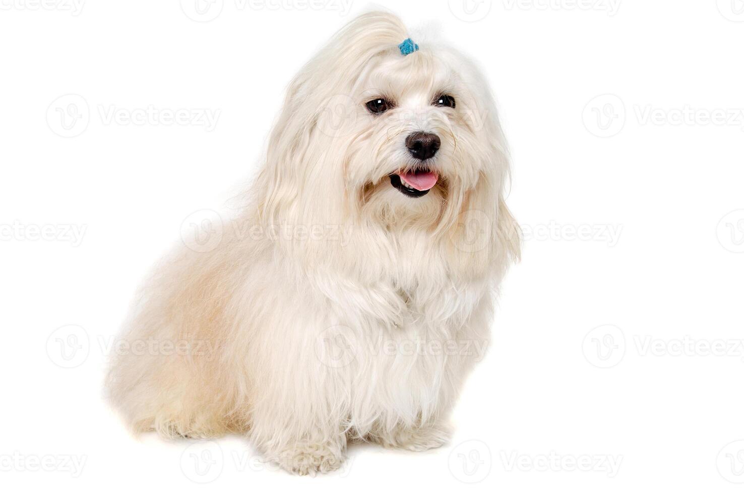 Happe Coton De Tulear dog sitting on a clean white background photo