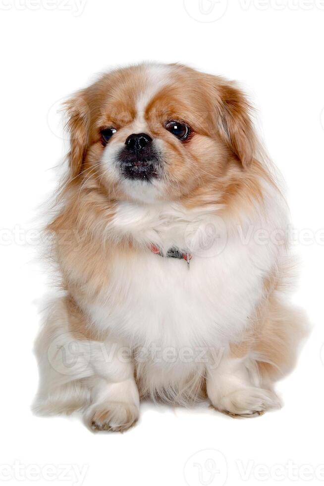Pekingese dog isolated on a clean white background photo