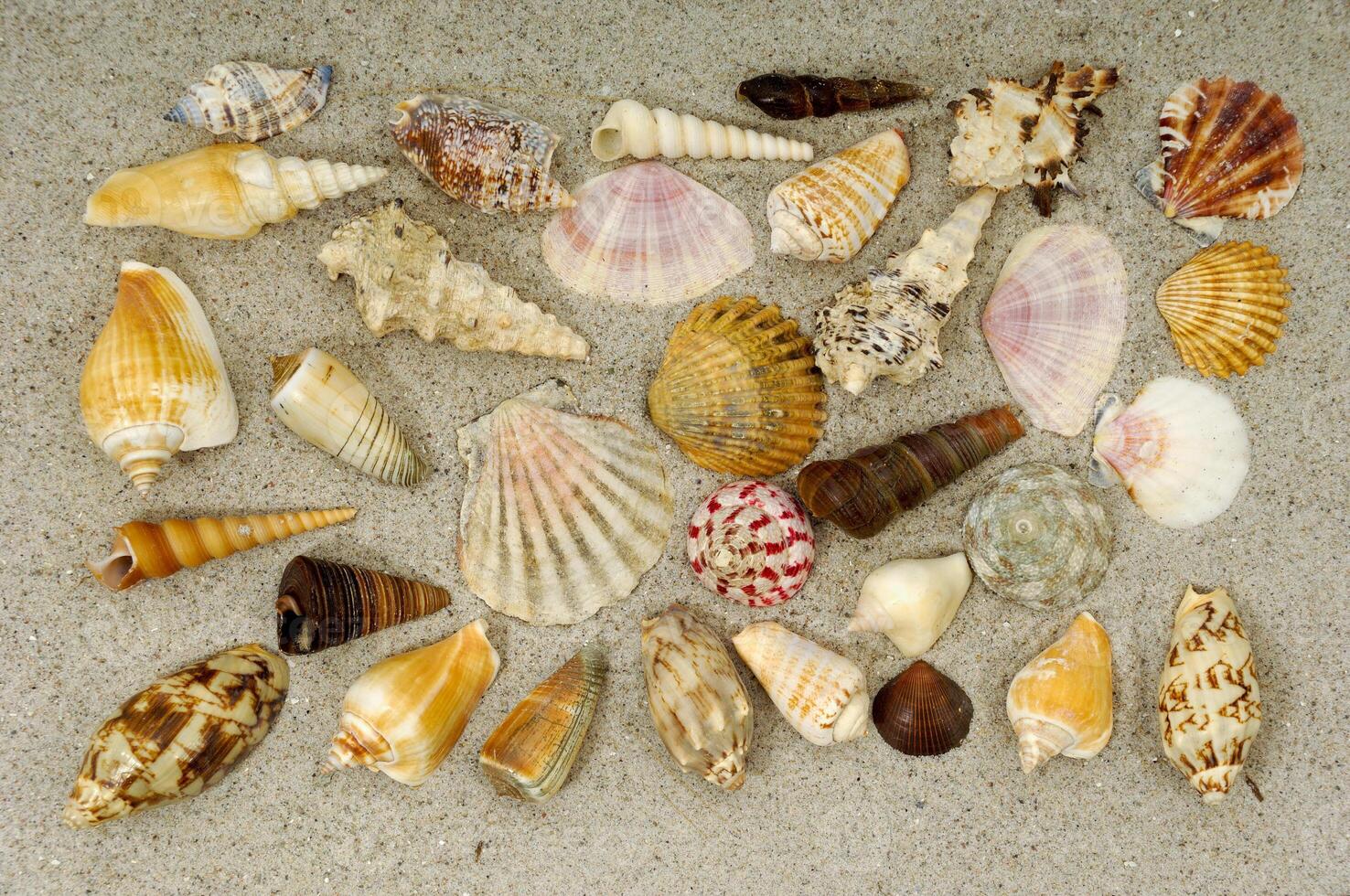 Shell collection in sand photo