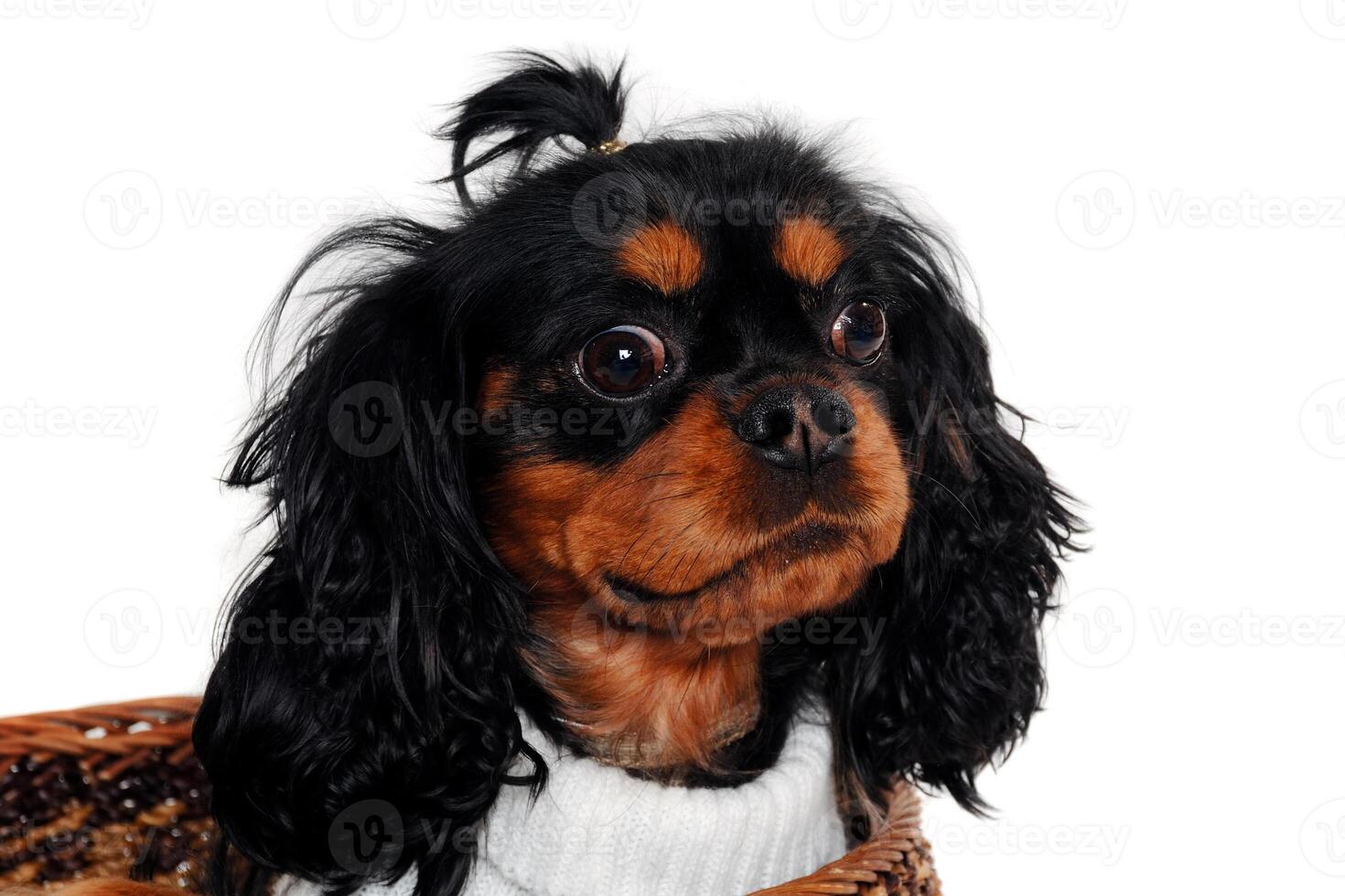 Sad Cavalier King Charles Spaniel dog photo