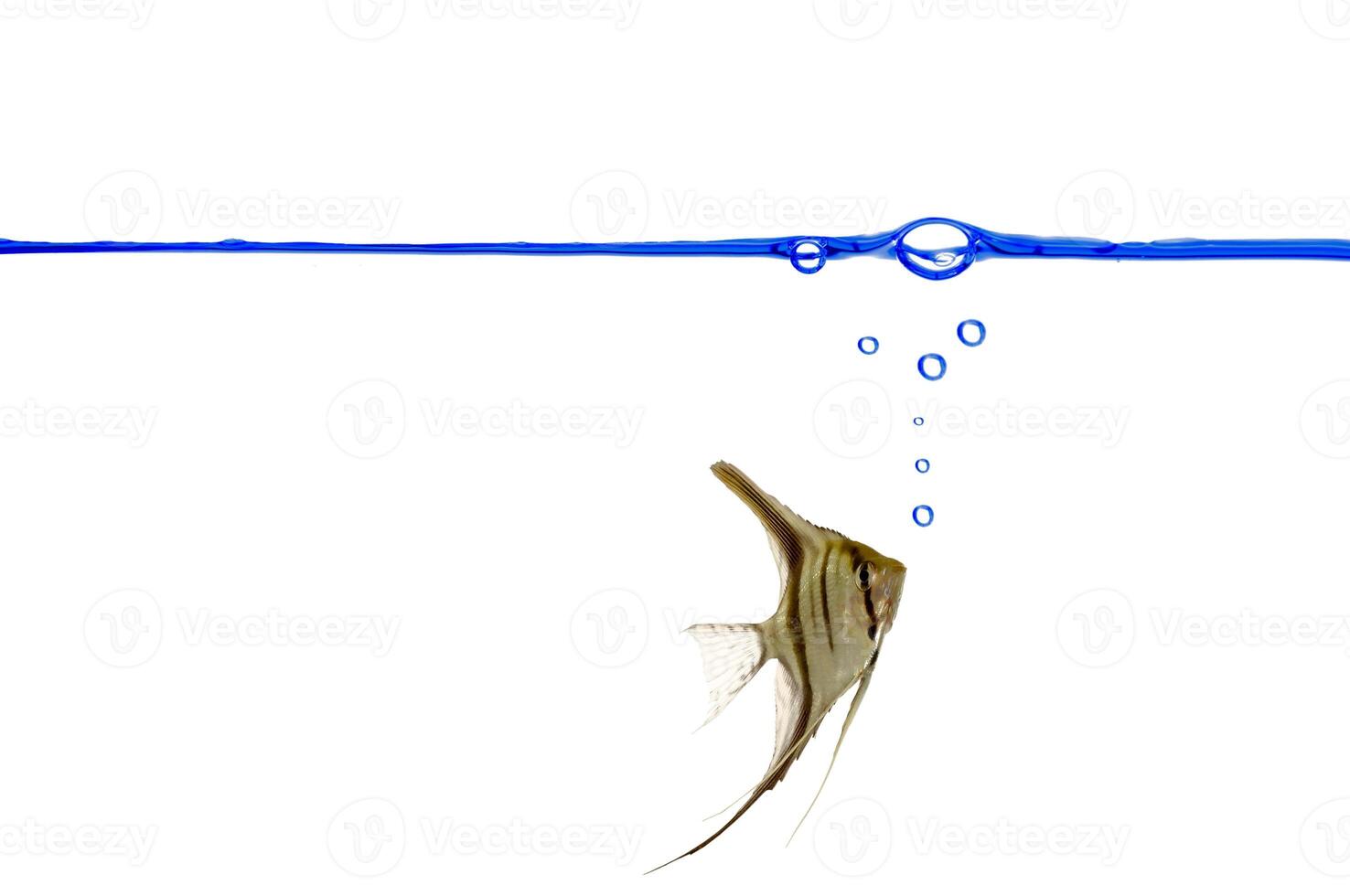 Scalare fish and waterline photo