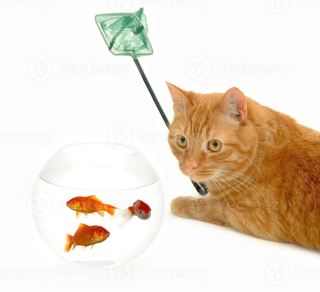 Cat fishing for goldfish photo