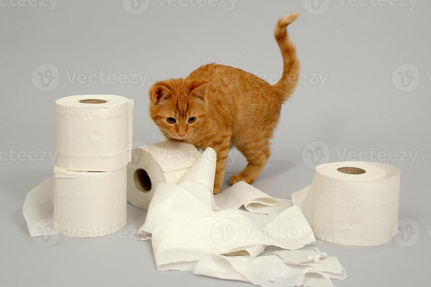 Kitten is playing photo