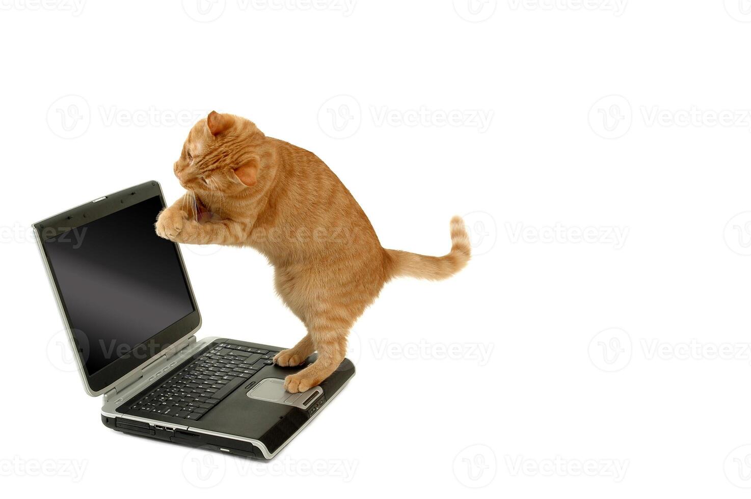 Happy cat on laptop computer photo