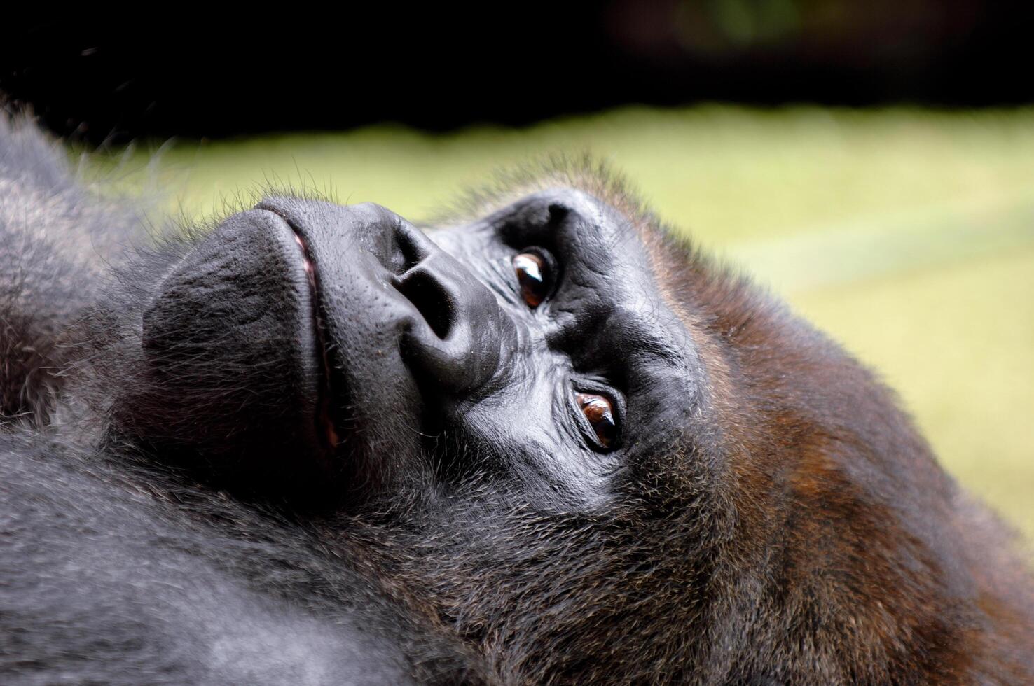 Face of resting gorilla photo