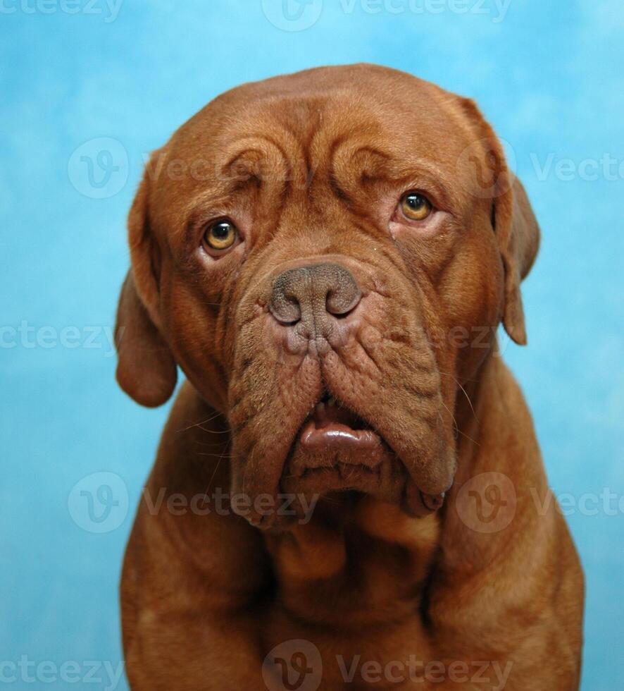 Sad dog on a blue background photo
