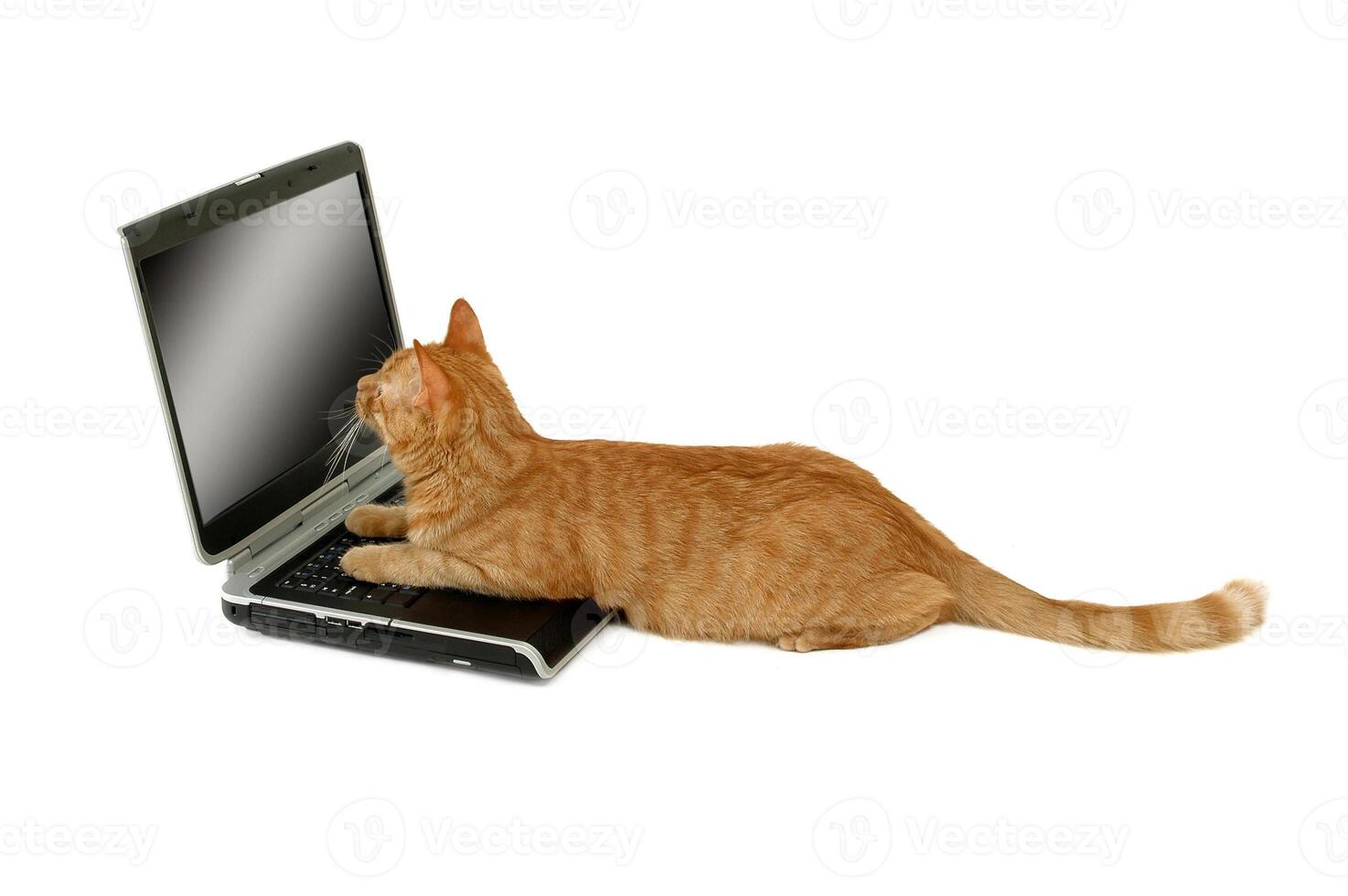 Cat is using laptop computer photo