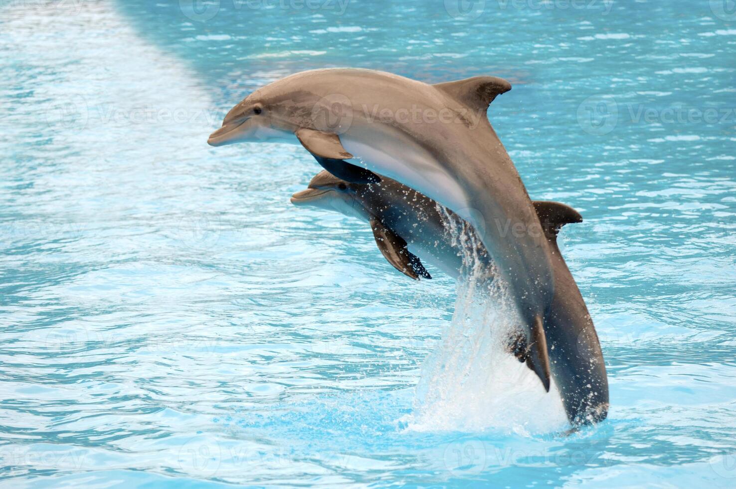 Dolphins jumping out of the water photo
