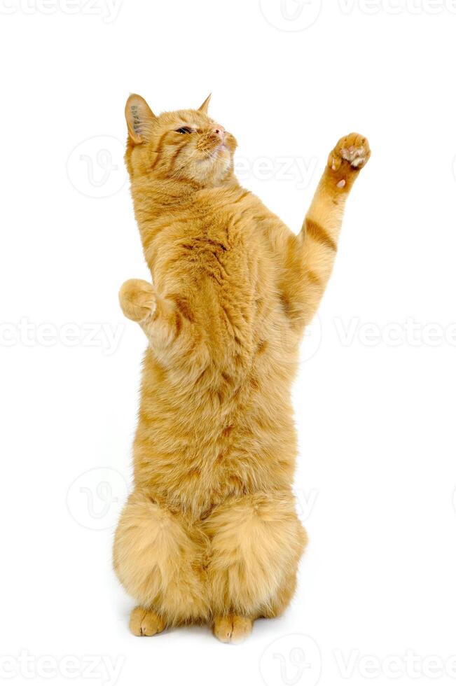 Happy cat on white photo
