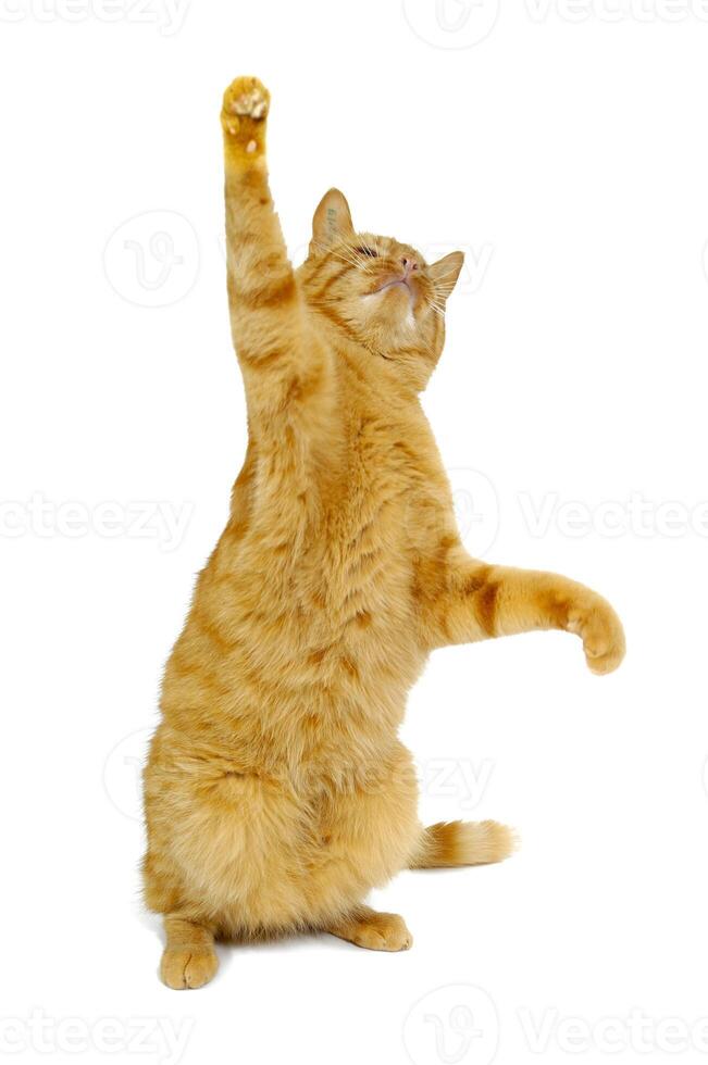 Dancing cat on white photo