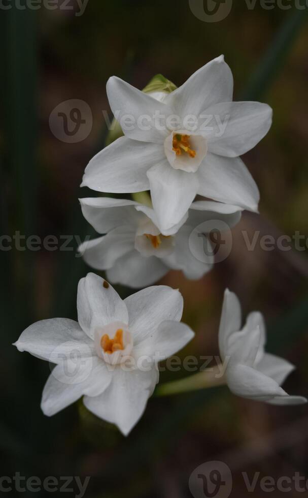 Narcissus papyraceus Paperwhite photo