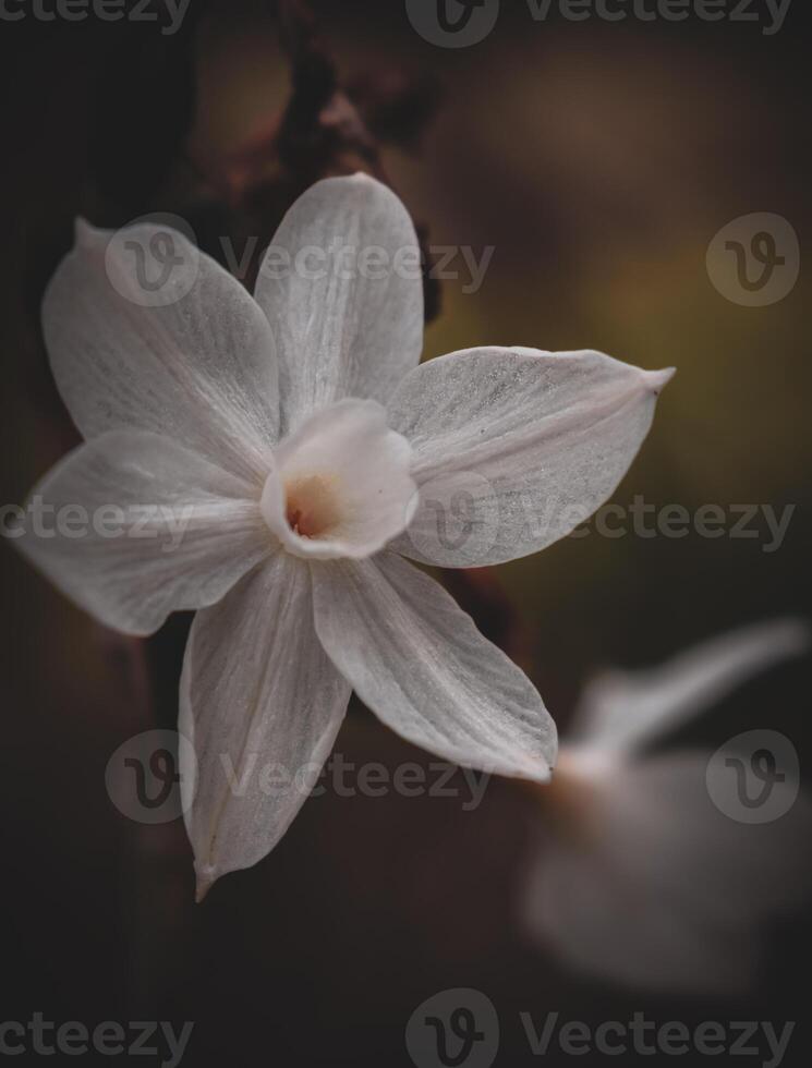 Narcissus papyraceus Paperwhite photo