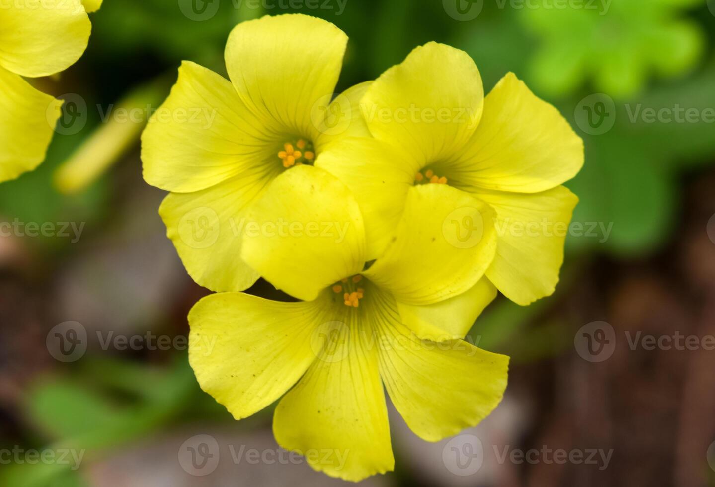Oxalis pes caprae yellow flower photo