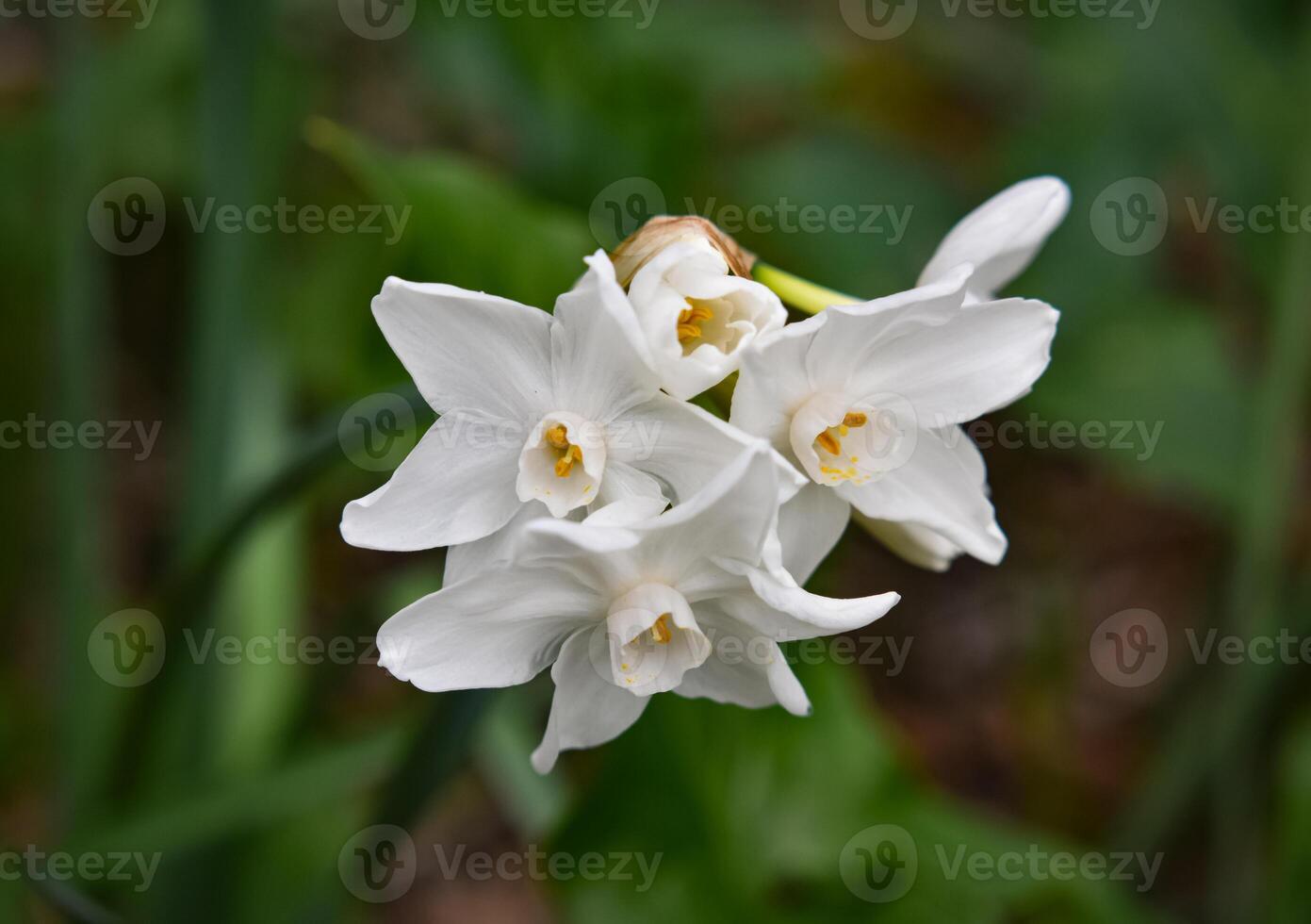 Narcissus papyraceus Paperwhite photo