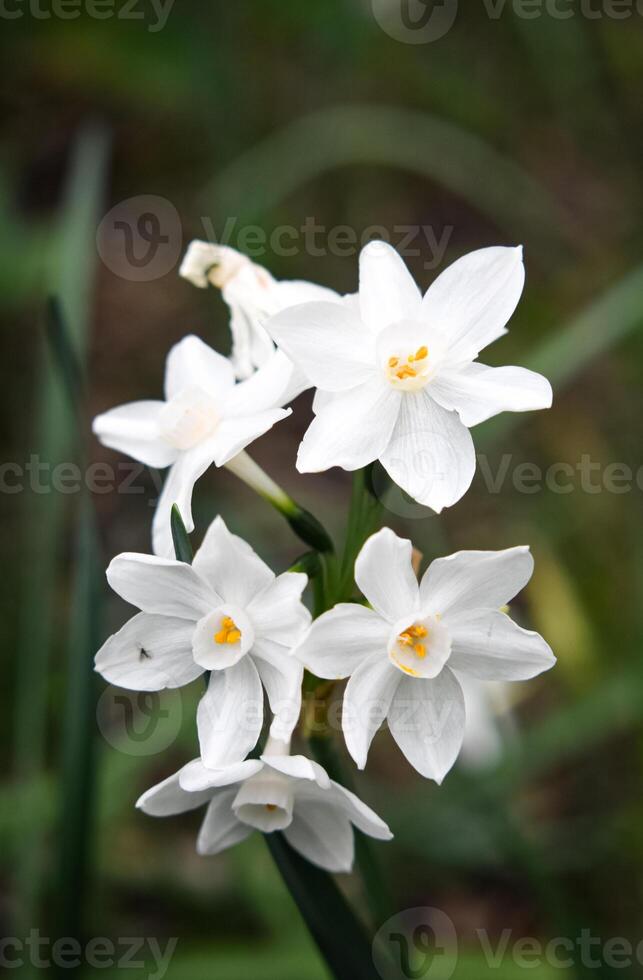 Narcissus papyraceus Paperwhite photo