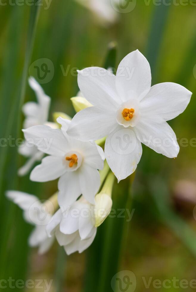 Narcissus papyraceus Paperwhite photo