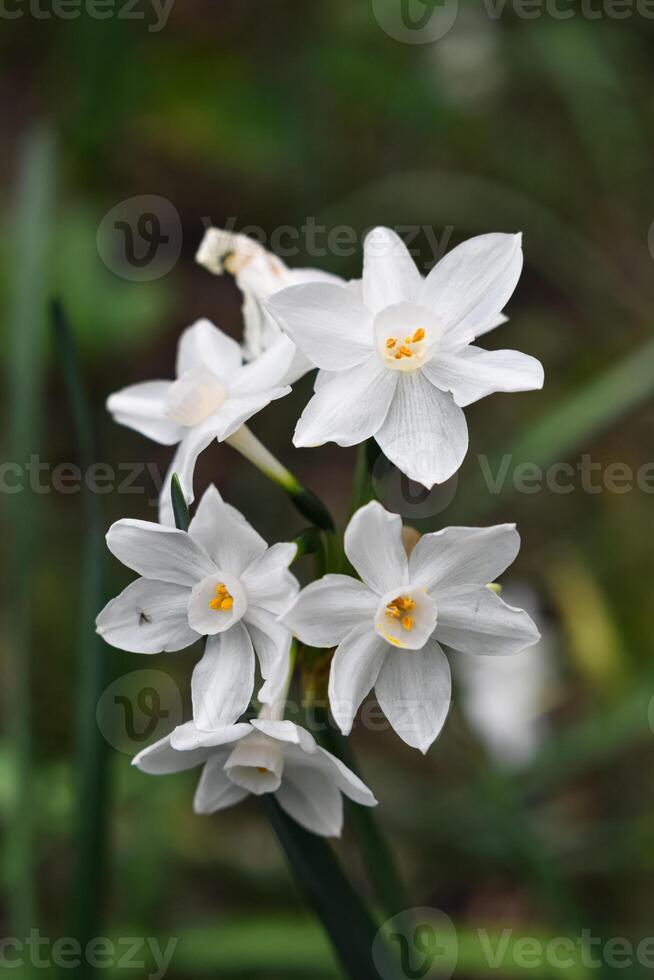 Narcissus papyraceus Paperwhite photo