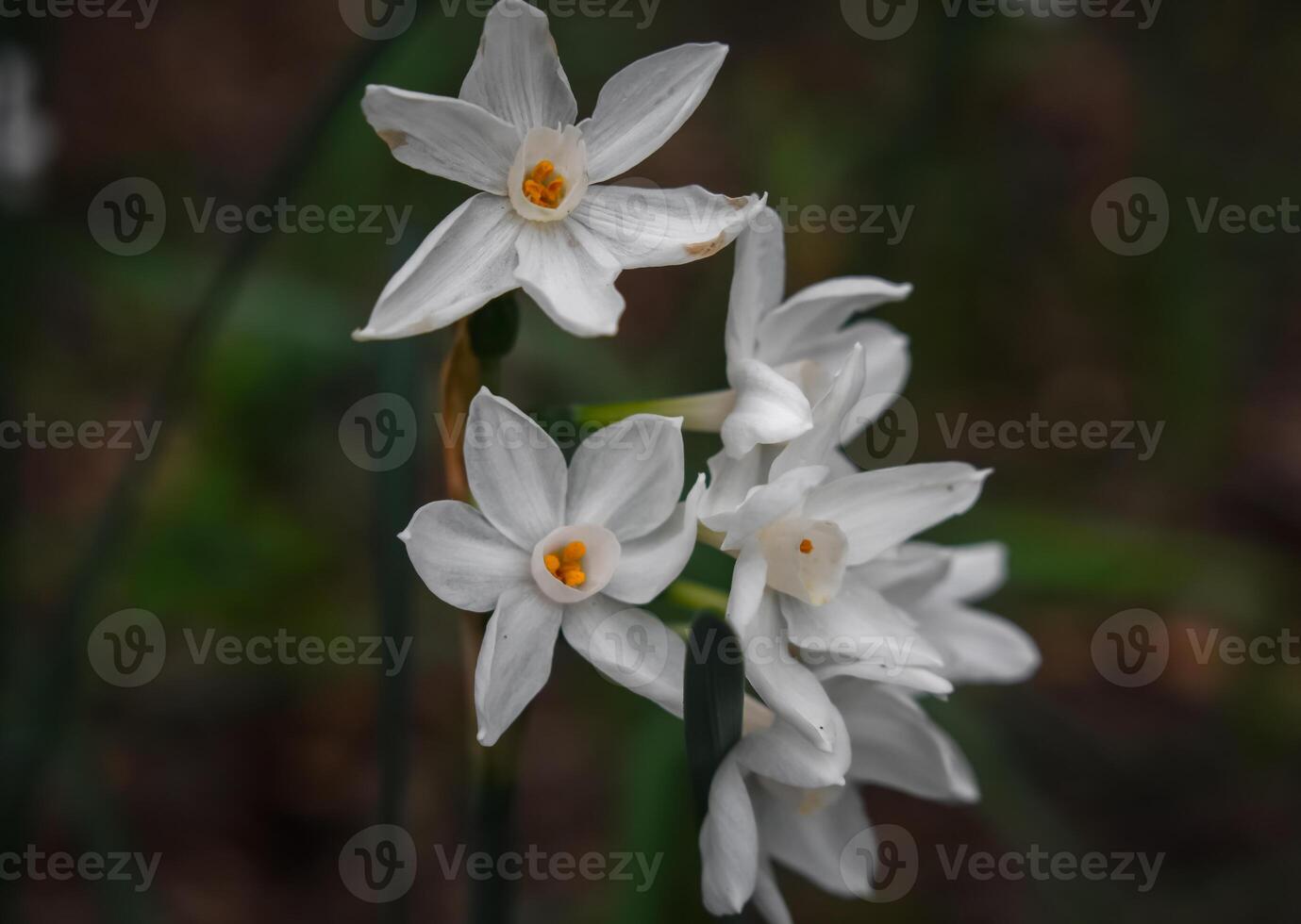 Narcissus papyraceus Paperwhite photo
