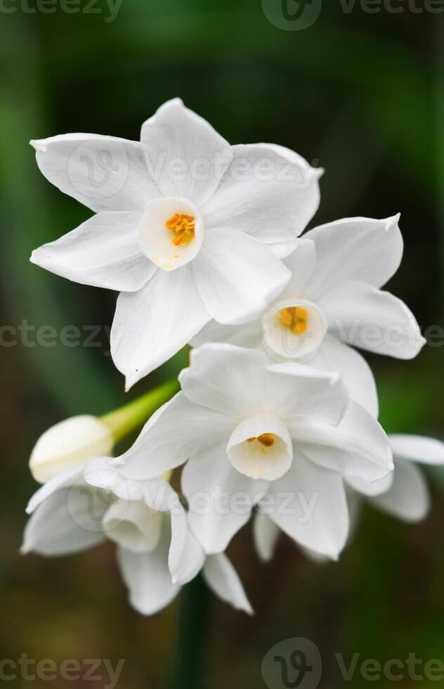 Narcissus papyraceus Paperwhite photo