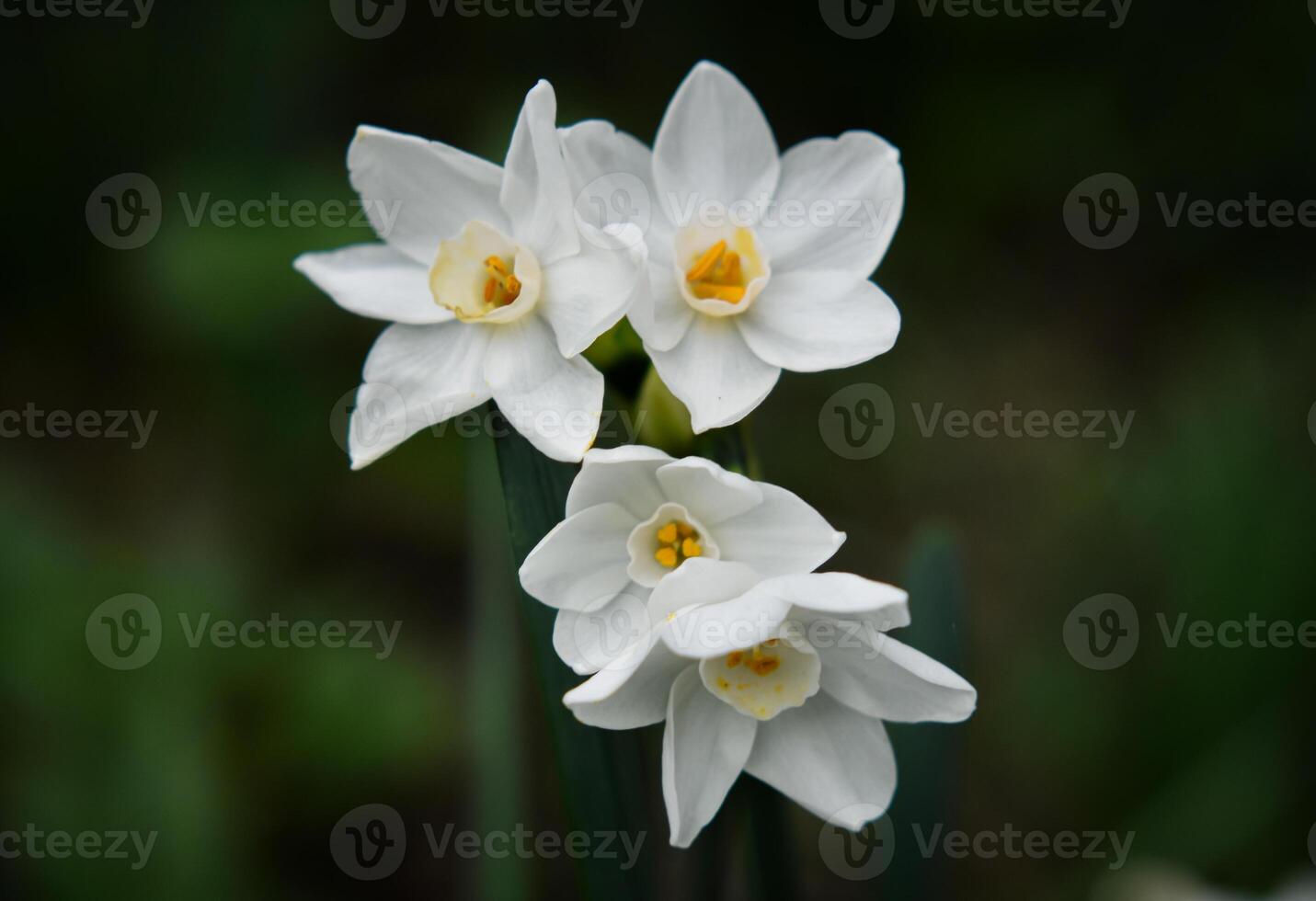 Narcissus papyraceus Paperwhite photo