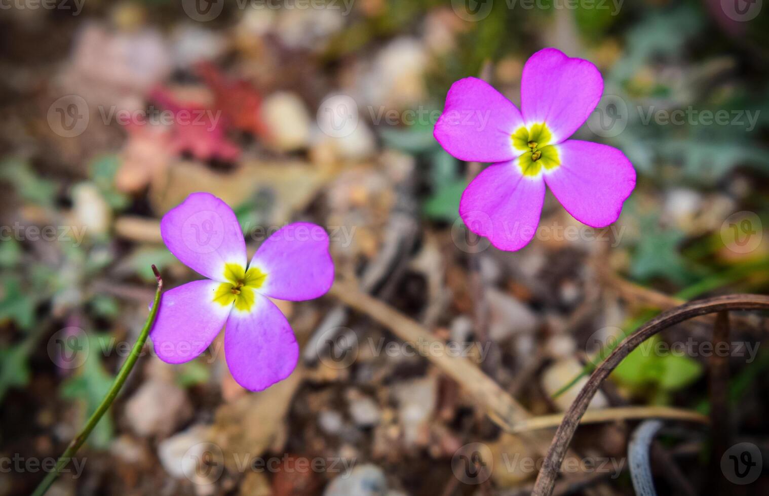 The sea wallflower Malcolmia triloba photo