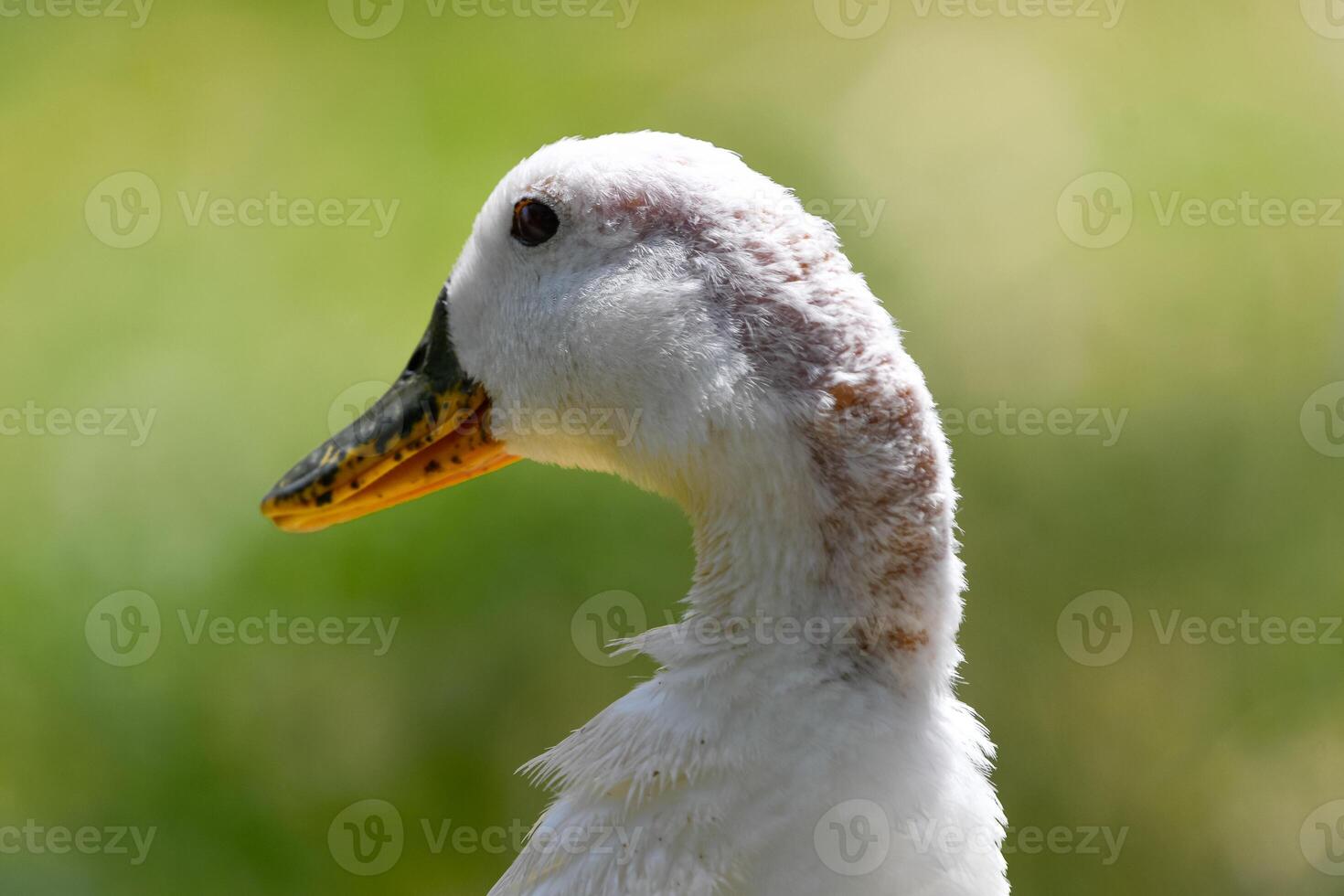 Portrait white Pekin Duck photo
