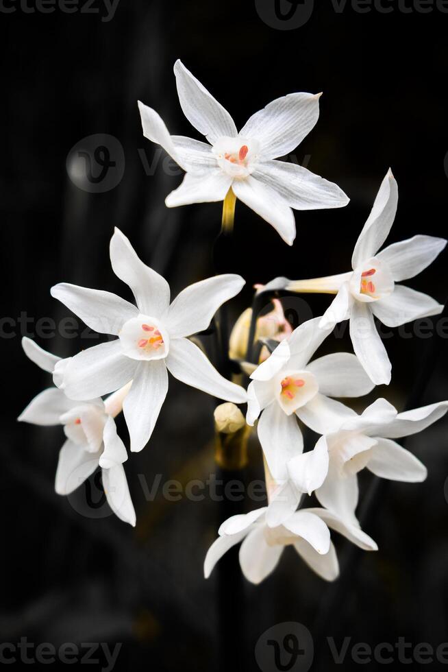Narcissus papyraceus Paperwhite photo