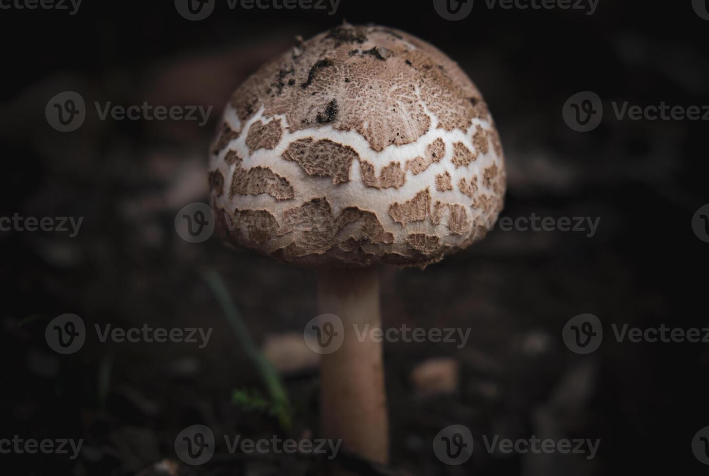 Macrolepiota procera also known as quencher cucurril parasol photo