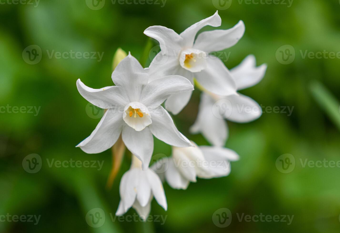 Narcissus papyraceus Paperwhite photo