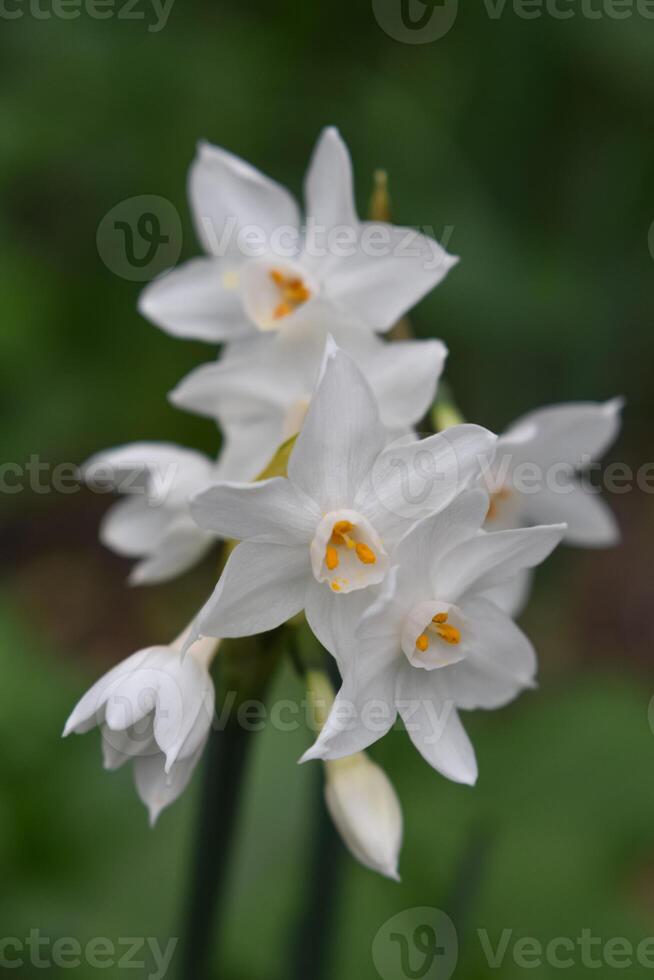 Narcissus papyraceus Paperwhite photo