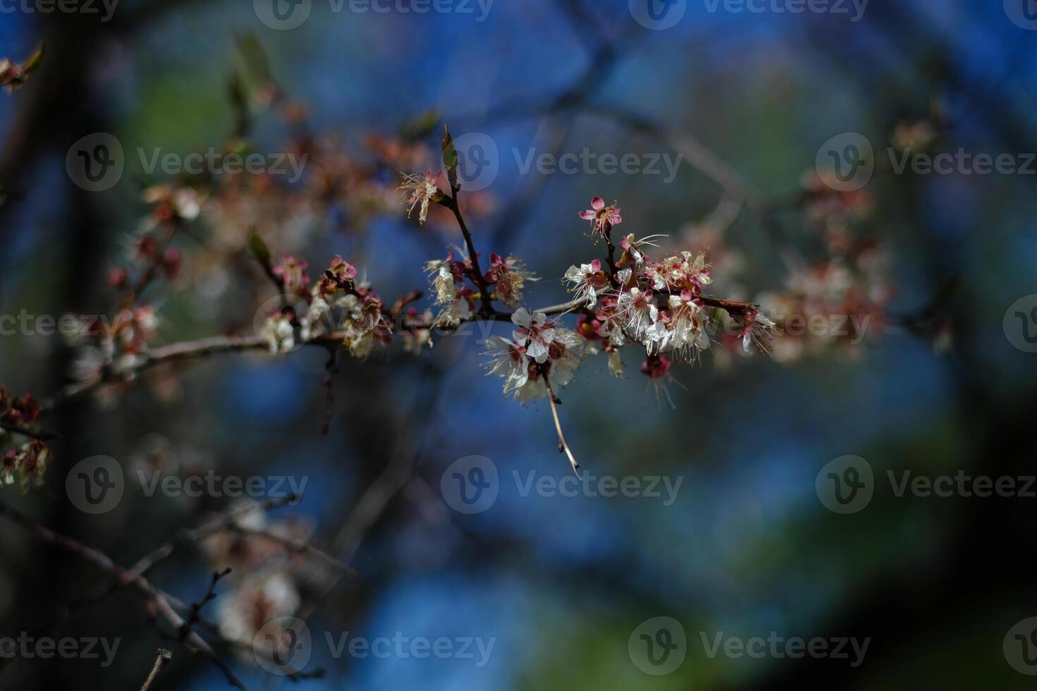 Macro photography of wild cherry on sky background photo