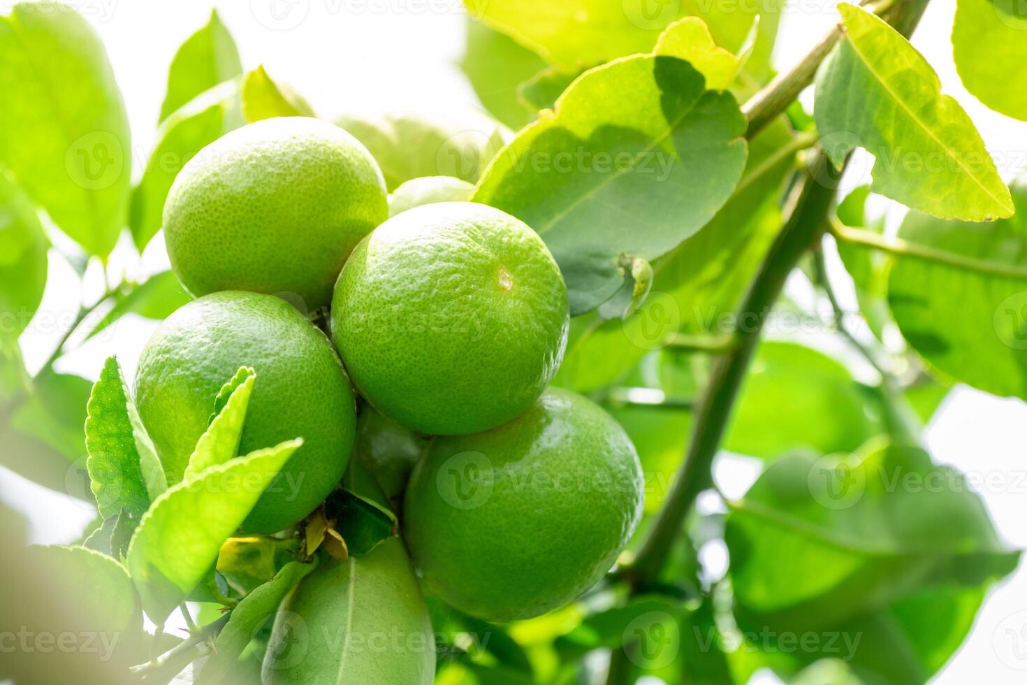 Green lemons is citrus fruits on a branch with nature background. Green Lemons tree in the garden with daylight. Fresh green lime fruit hanging from branch. photo