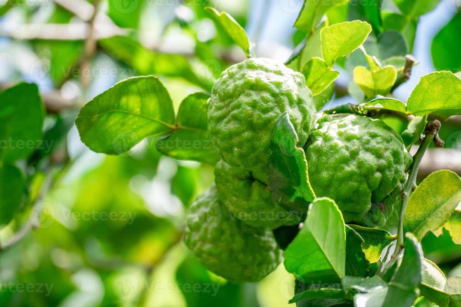 Bergamot, Fresh green bergamot fruit hanging from branch. bergamot tree garden and healthy food concept, group of bergamot,Bergamot medicinal plants with many photo