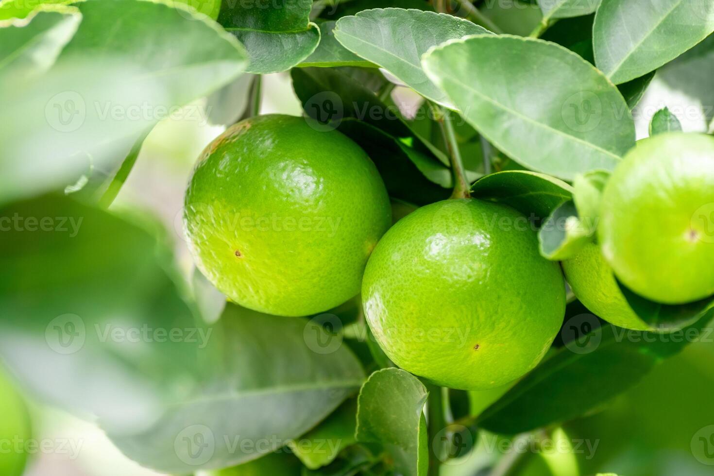 Green lemons is citrus fruits on a branch with nature background. Green Lemons tree in the garden with daylight. Fresh green lime fruit hanging from branch. photo