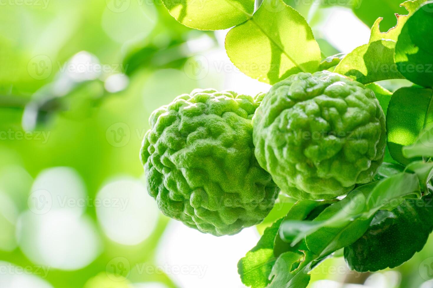 Bergamot, Fresh green bergamot fruit hanging from branch. bergamot tree garden and healthy food concept, group of bergamot,Bergamot medicinal plants with many photo