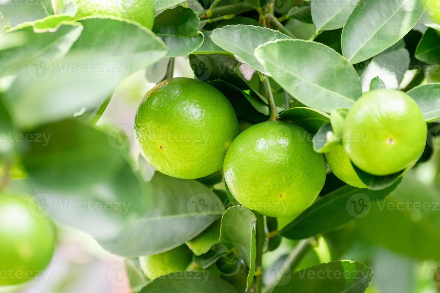 Green lemons is citrus fruits on a branch with nature background. Green Lemons tree in the garden with daylight. Fresh green lime fruit hanging from branch. photo