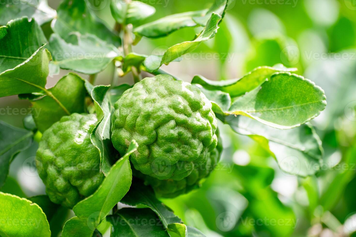Bergamot, Fresh green bergamot fruit hanging from branch. bergamot tree garden and healthy food concept, group of bergamot,Bergamot medicinal plants with many photo