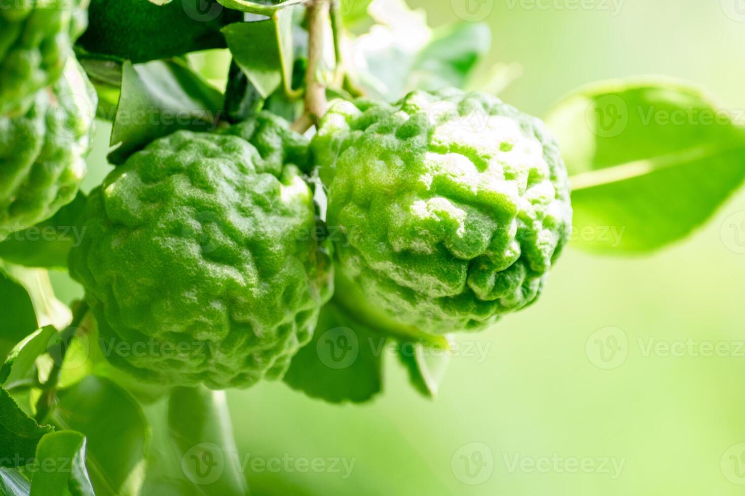 Bergamot, Fresh green bergamot fruit hanging from branch. bergamot tree garden and healthy food concept, group of bergamot,Bergamot medicinal plants with many photo