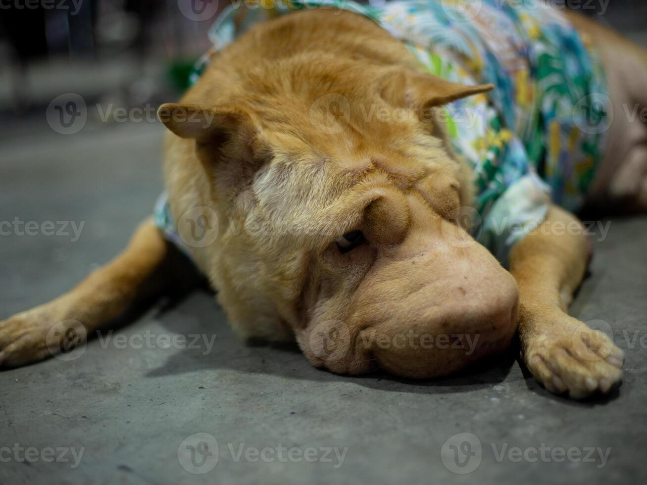 top view close up Shar Pei dog on dog leash with dogs owner in public event exhibition hall photo