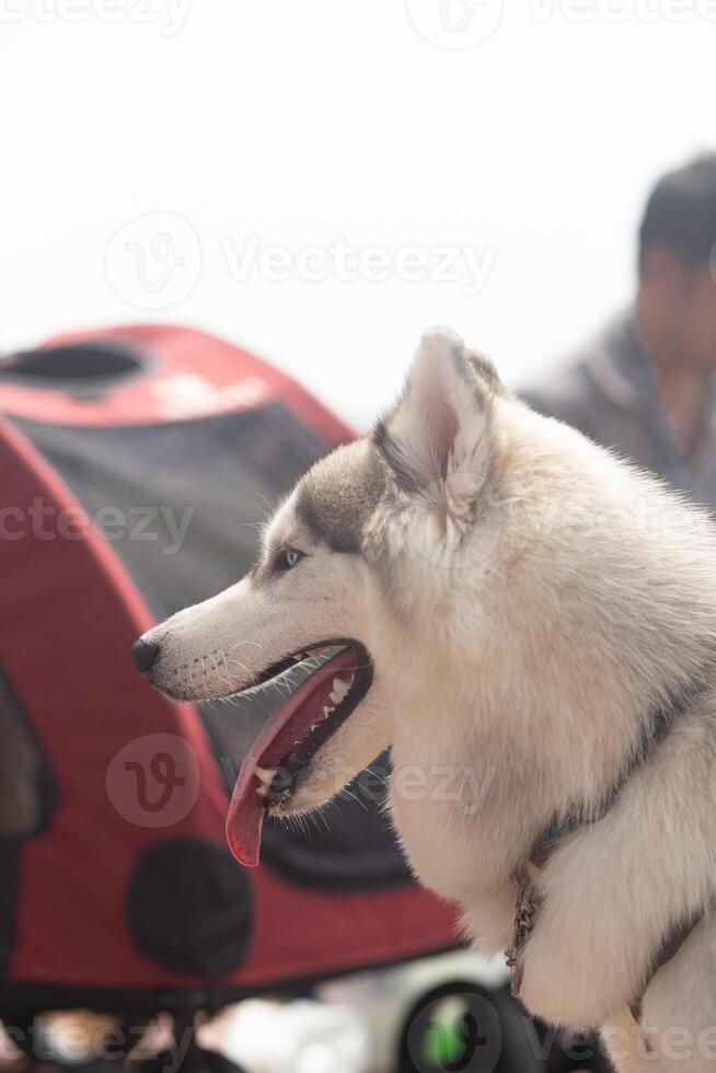happy siberian husky dog face close up on the field in spring season and blue sky with dog cart background photo