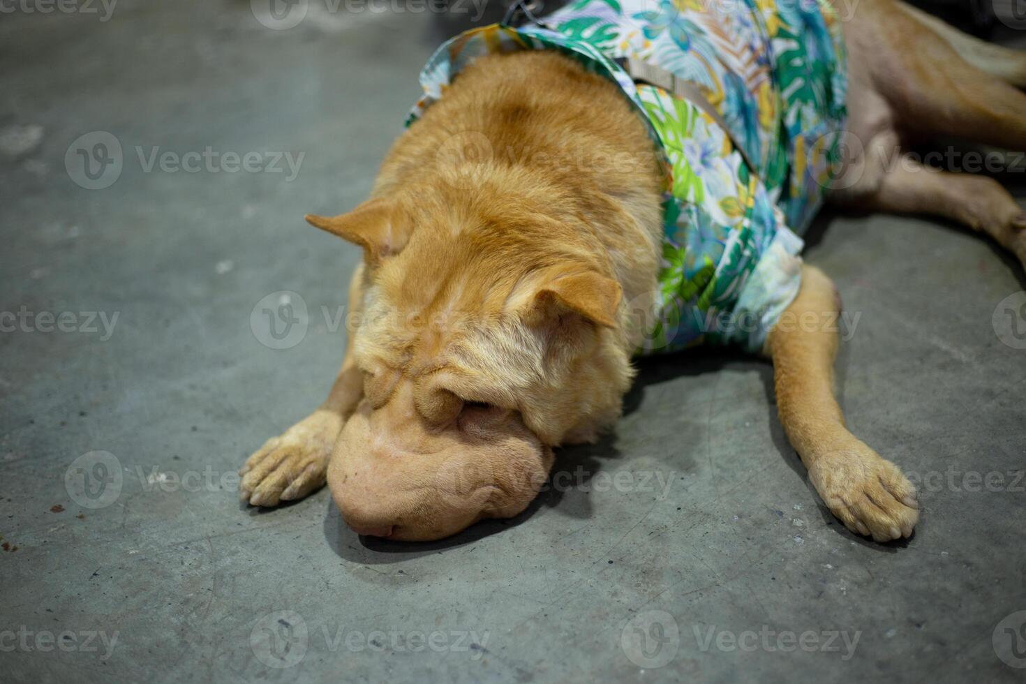 top view close up Shar Pei dog on dog leash with dogs owner in public event exhibition hall photo