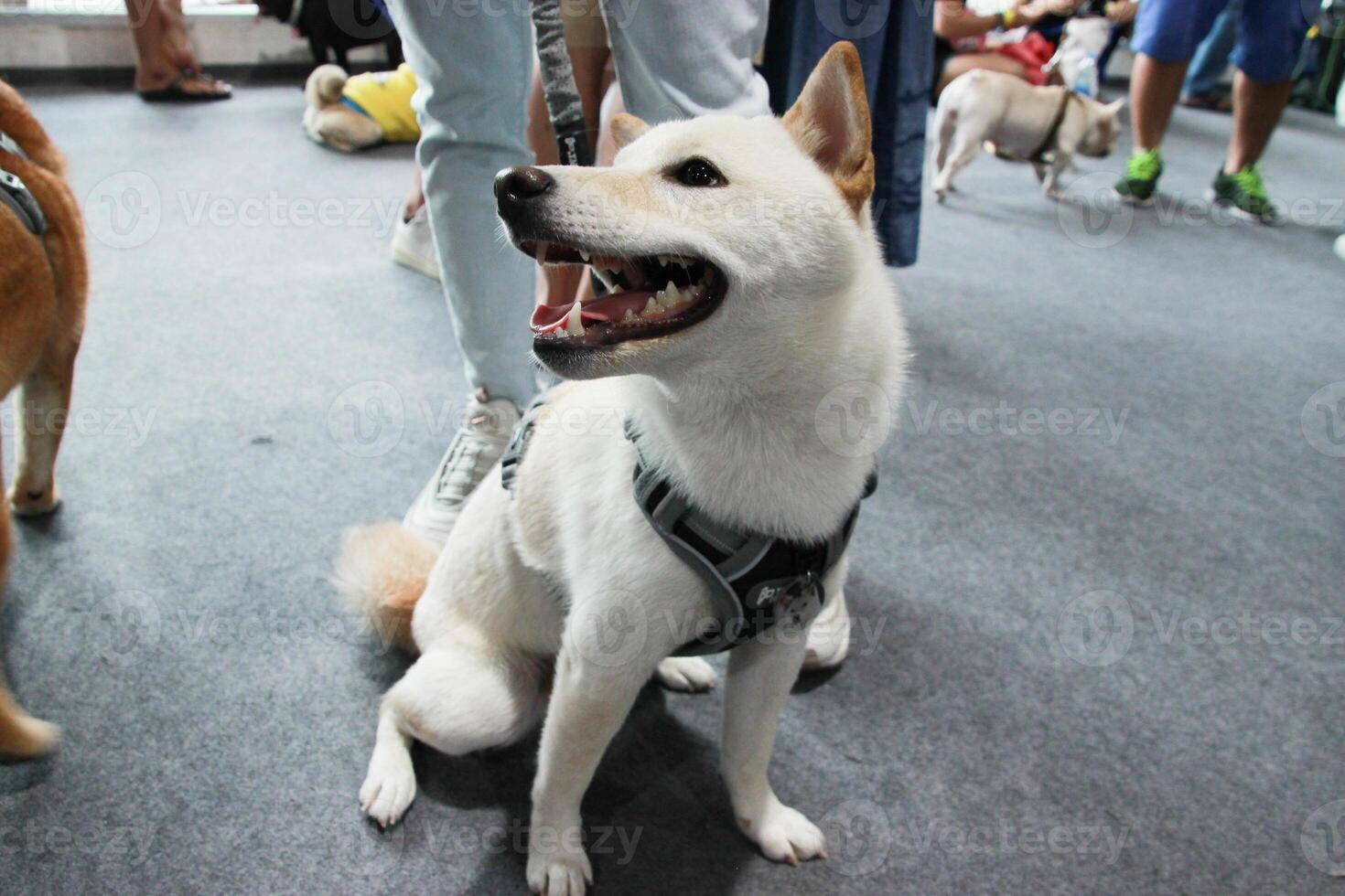 close up lovely white brown Shiba Inu dog looking up with cute face in dog lash in pet expo hall photo