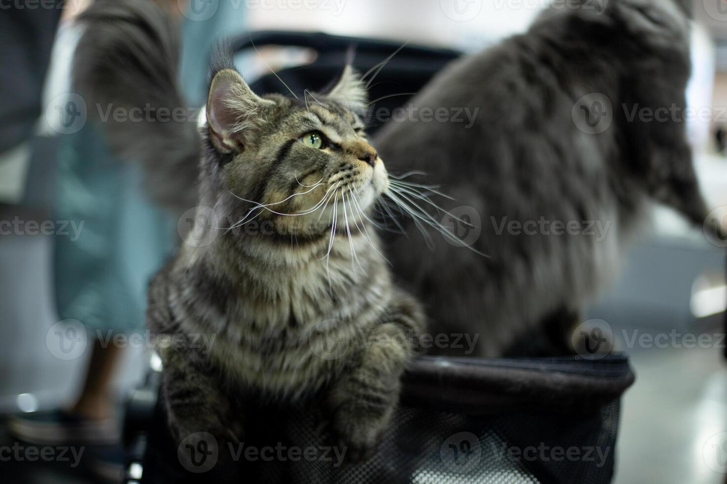 close up fluffy fatty fur face Maine Coon cat in the cat Stroller cart in publics pet event with blur people background photo