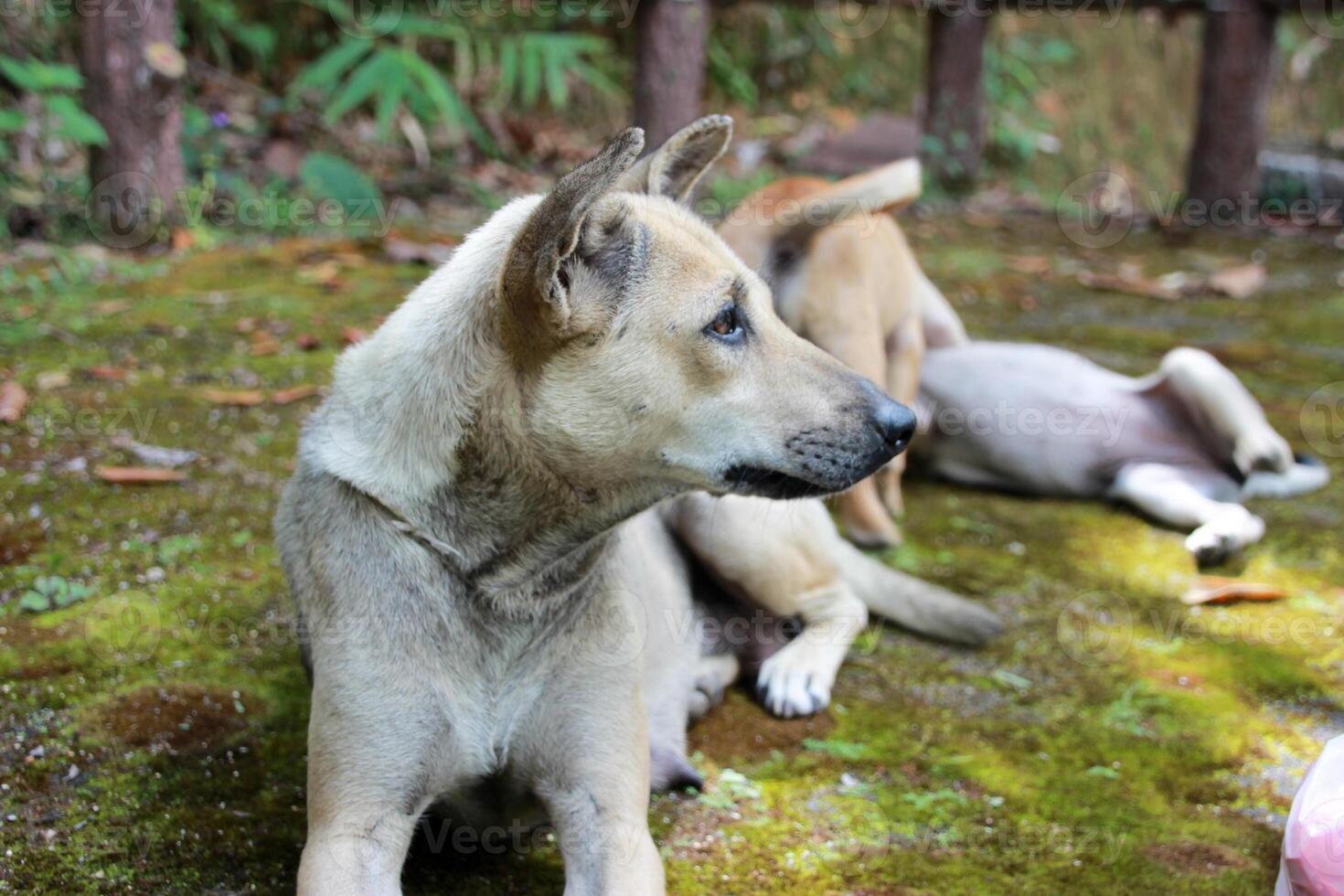 close up dark brown white mother parent dog siting on grass green plants floor with watching puppy child playing together photo