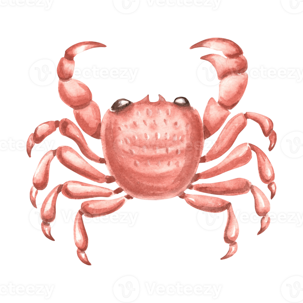 Crab with a red shell. Hand drawn watercolor illustration isolated. Underwater oceanic crustacean animals. Marine tropical theme. Exotic nautical seafood. Clipart for card, print, menu, logo, sticker. png